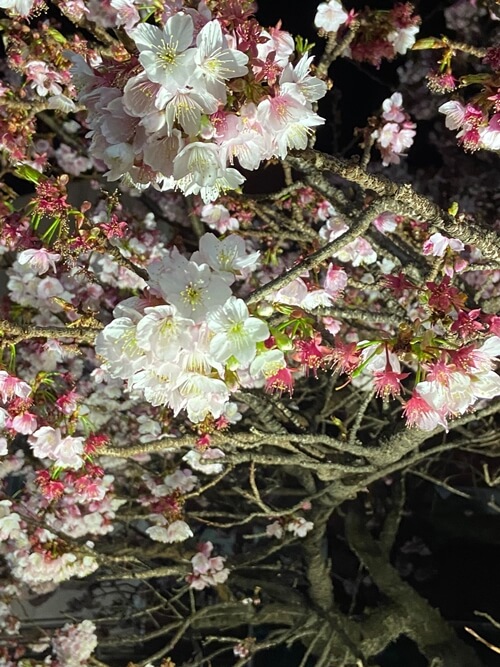 熱海の桜