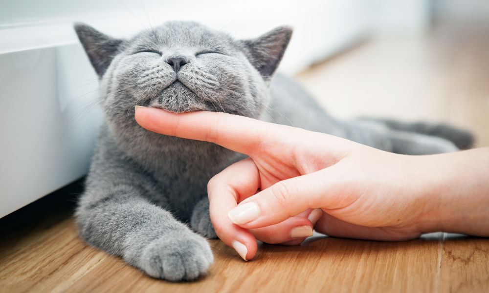 猫がかわいい理由 なぜ?