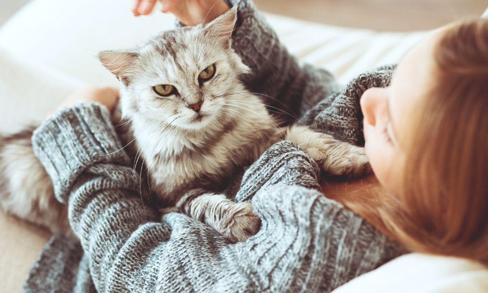 猫がかわいい理由 まとめ